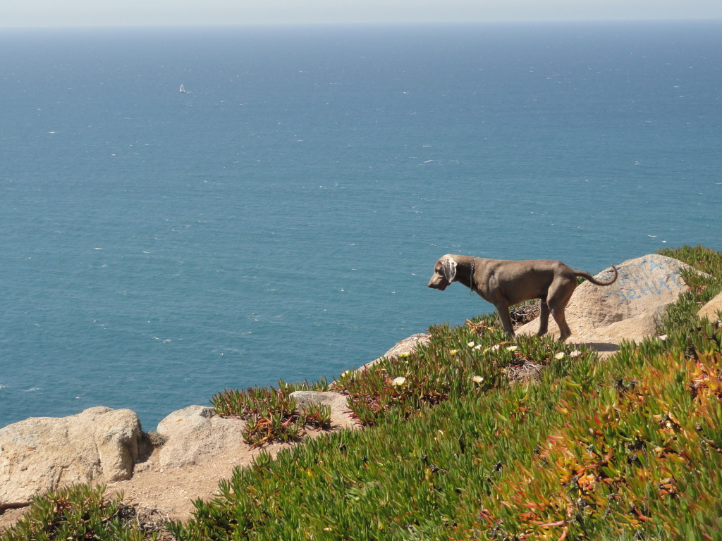 Dog at Cabo da Roca