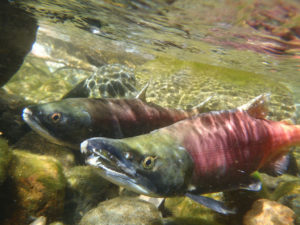 conservation salmon